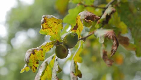 Rama-De-Roble-Con-Bellotas-Verdes-Y-Hojas-Brillantes-Meciéndose-En-El-Viento,-Tiro-Macro