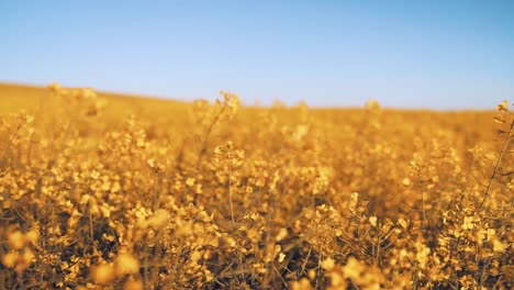 hierba y flores pequeñas, campo verde, hierba de flor verde