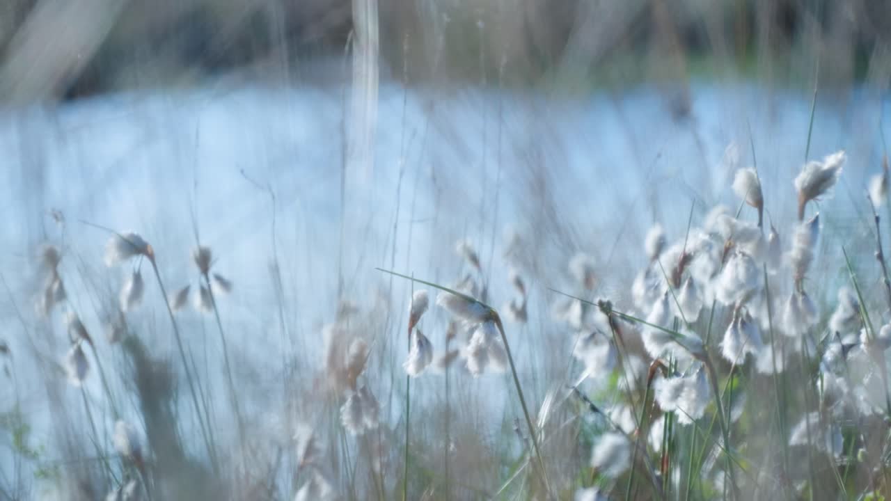 Fluffy White Cotton Grass in a Marsh