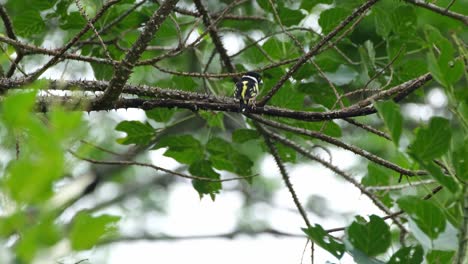 Seen-from-its-back-looking-to-the-right-frantically-during-a-windy-afternoon,-Black-and-yellow-Broadbill-Eurylaimus-ochromalus,-Thailand