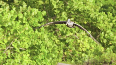 brown pelican bird gracefully flying along beach shore into blue sky with green plant foliage in background in slow motion