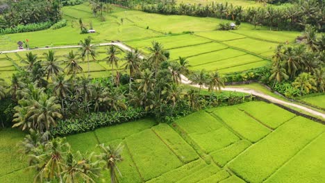 dirt path in ubud countryside splitting rice field and jungle of coconut trees, aerial