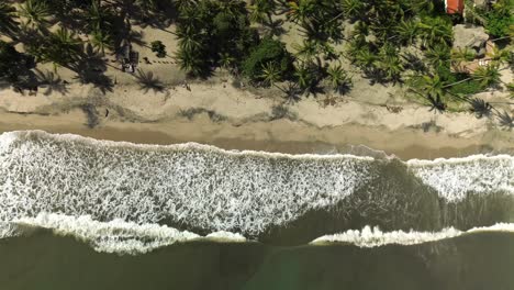 las olas del océano chocan contra una playa tropical bordeada de palmeras en palomino, vista aérea