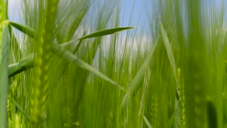 Moviéndose-Lentamente-A-Través-De-Las-Largas-Cepas-De-Trigo-En-Un-Hermoso-Día