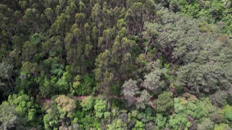 Fly-Above-Green-Park-with-Forest-Trees-01