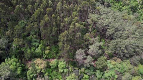 vuela por encima del parque verde con árboles del bosque 01