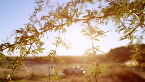 tree branch on a sunny day 4k