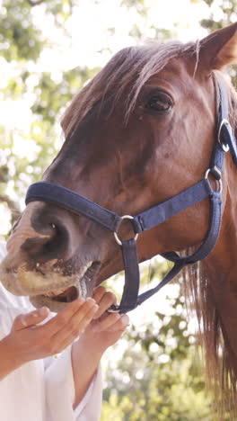 vet feeding a horse