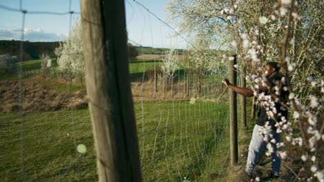 black farmer looking down as flower particles swirl | blooming white trees in apple orchid, farmland in germany, europe, 4k