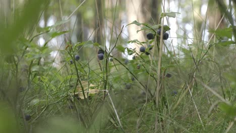 Waldbeeren-Auf-Sträuchern-Im-Wald,-Nahaufnahme,-Statische-Aufnahme-Aus-Niedrigem-Winkel,-Tag