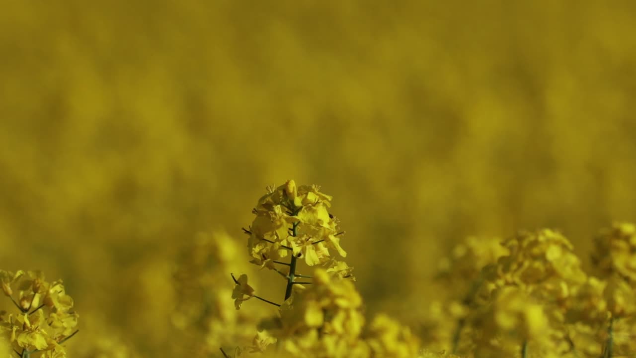 Primo piano di un fiore di colza in un campo in piena fioritura