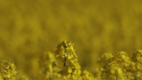 close up of canola flower in a field in full bloom-1