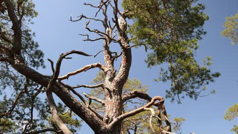 Kiefer-Baumwipfel-Im-Frühling-Mit-Blauem-Himmel-Im-Pfälzerwald,-Deutschland