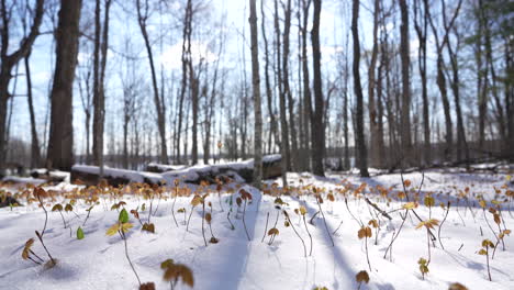 growing maple tree in spring