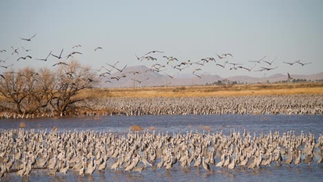 Zeitlupenaufnahme-Einer-Herde-Von-Kanadakranichen,-Die-Mit-Einem-Schwenkschuss-Im-Wasser-Fliegen-Und-Stehen