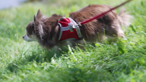 Happy-chihuahua,-dog-running-near-pond-in-a-garden