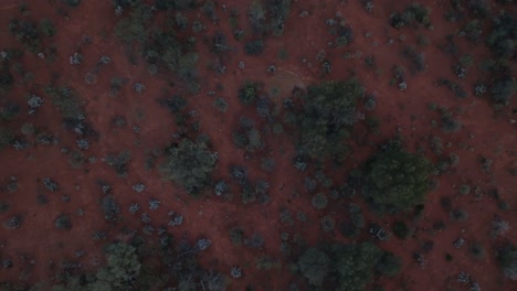 Overhead-drone-shot-of-unique-plantlife-and-habitat-of-Australian-desert-outback