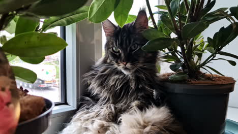 a cat lounges by the window behind blooming rhododendrons in jelgava, latvia - zoom in shot