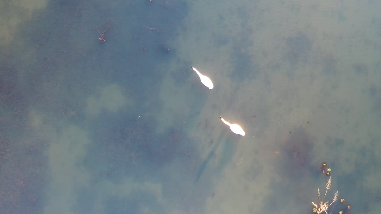 조용한 호수 에 있는 두 마리 의 백조