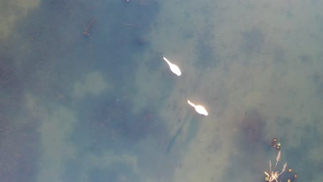 two swans on a still lake