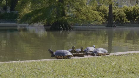 turtles at retiro park, madrid