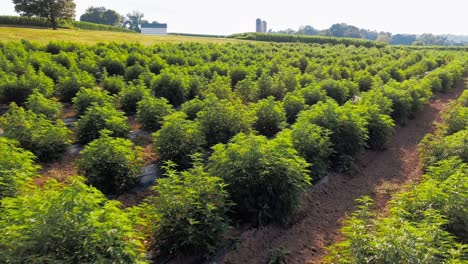 aerial tracking shot above rows of industrial hemp legalized marijuana field on a sunny summer afternoon