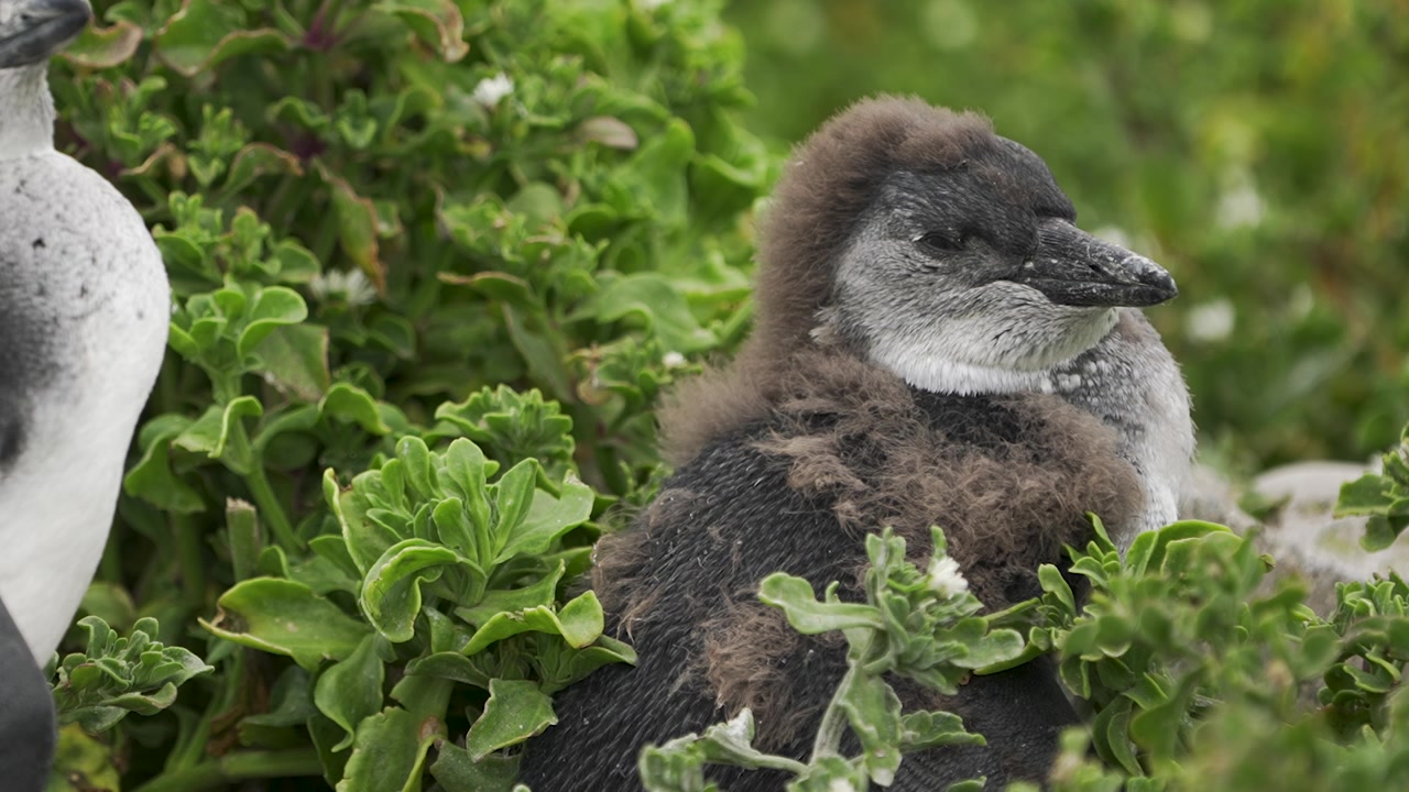 Giovane pinguino africano con folte piume di piumino riposa tra fitte piante costiere nella riserva marina di Bird Island