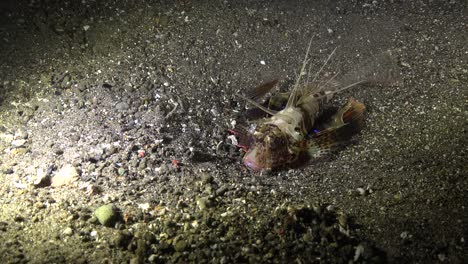 blackfoot lionfish  attacks fish at night