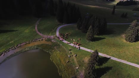 Flight-over-a-small-lake-and-a-herd-of-cows-in-mountain