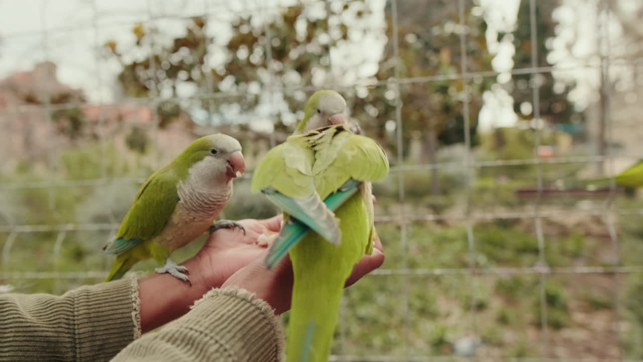 Close-up de Papagaios Verdes Comendo Alimento das Mãos Humanas