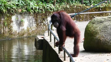 young orangutan walking outdoor playground in singapore zoo