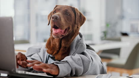 dog using a laptop in an office setting