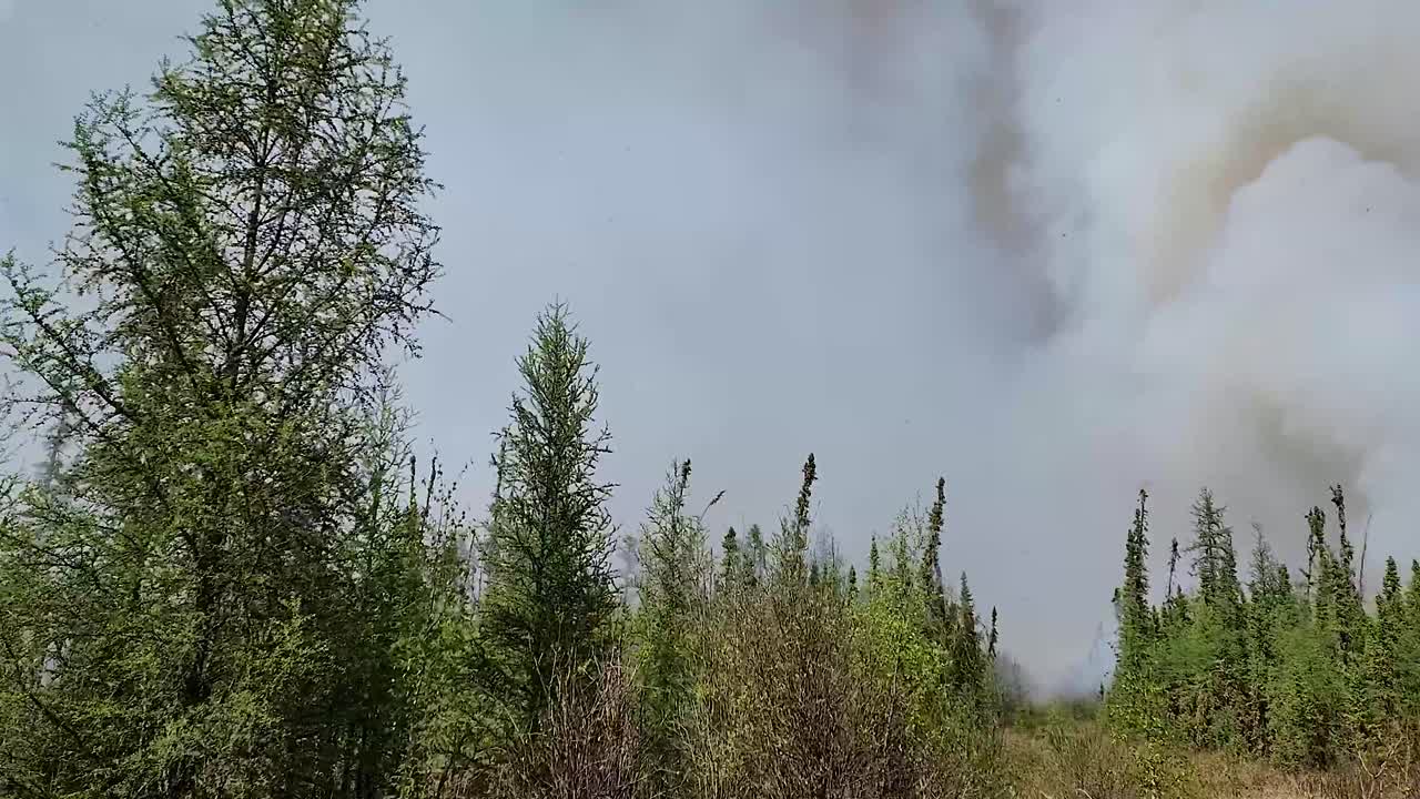 un amenazante humo gris invade el cielo, un incendio comienza a arder en el bosque de pinos