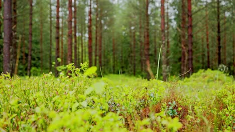 ground level view of green forest plants with tall pines in latvia on summer day