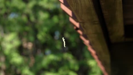 small yellow caterpillar climbing up silk line to wood - insect outdoors on sunny summer day