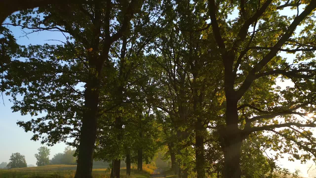 Serene pathway lined with tall trees, with sunlight filtering through the leaves, creating a peaceful and natural atmosphere. Backward camera movement