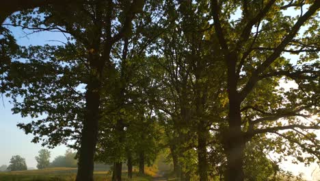 serene pathway lined with tall trees, with sunlight filtering through the leaves, creating a peaceful and natural atmosphere. backward camera movement