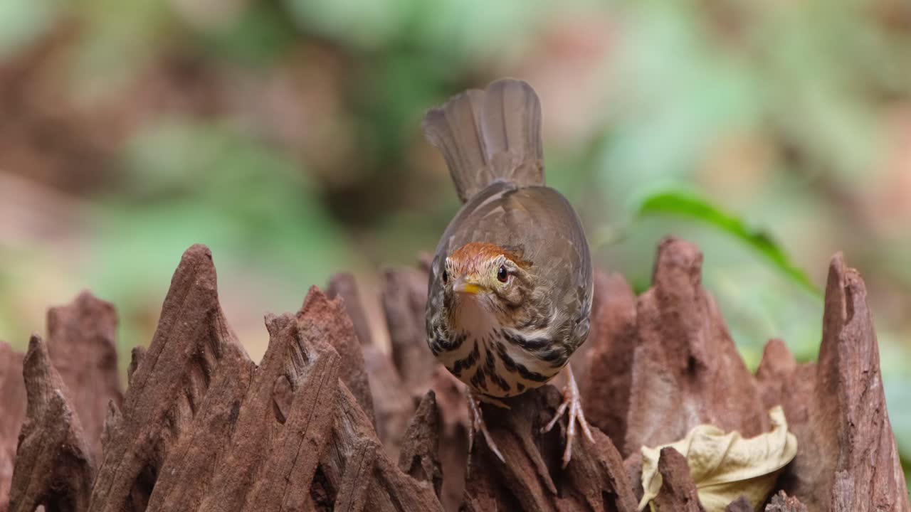 el zoom revela este balbuceador de garganta hinchada o balbuceante manchado mirando a su alrededor, pellorneum ruficeps, tailandia