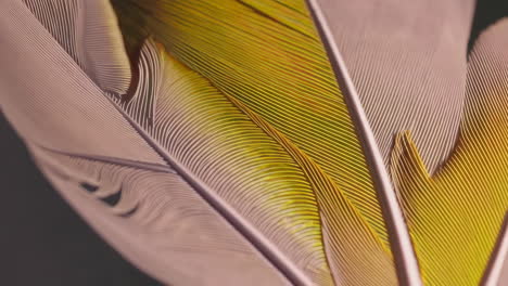 close-up of colorful feathers