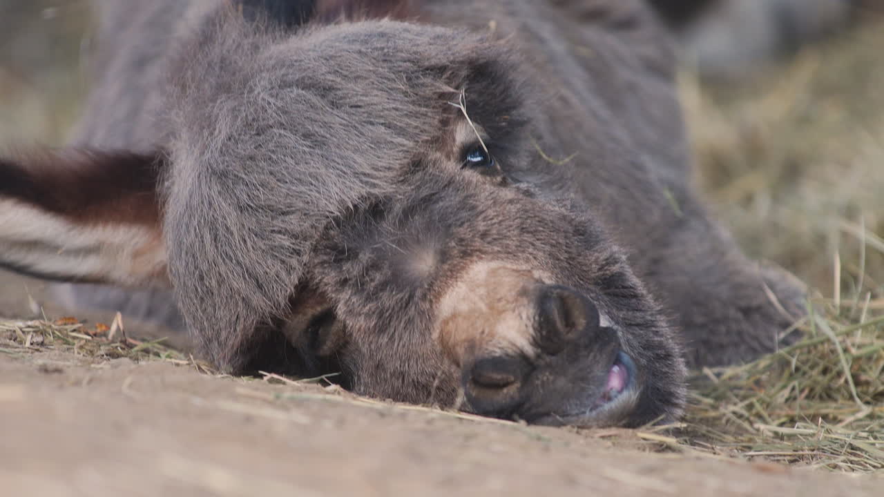 갓 태어난 작고 귀여운 지중해 당나귀는 건초로 뒤덮인 땅에 게으르게 누워 카메라를 똑바로 쳐다보며 빠르게 숨을 쉬고 정적 4k 샷을 닫습니다.