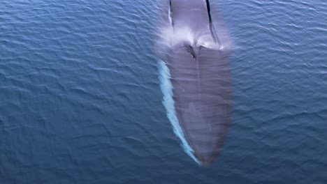 Up-close-view-as-a-large-Fin-Whale-surfaces-to-spout-near-Dana-Point,-California-in-4k