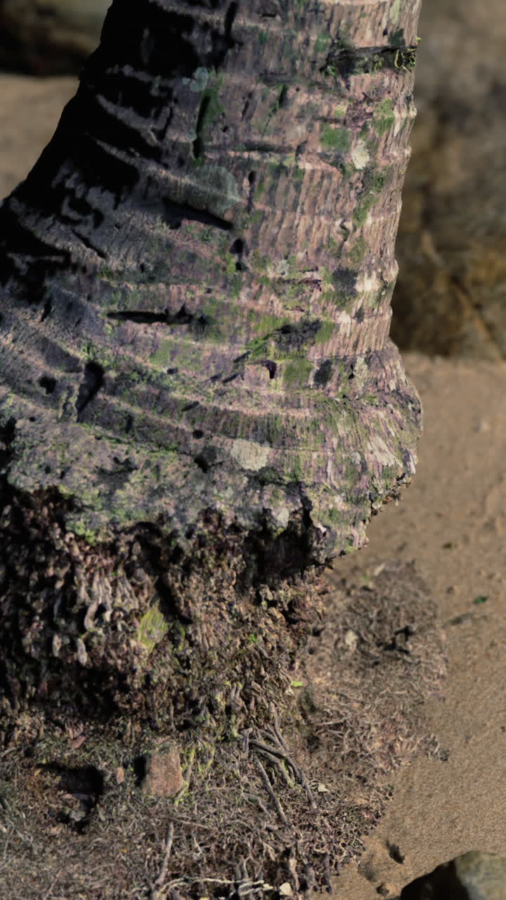 primer plano de un tronco de palmera y raíces en una playa de arena