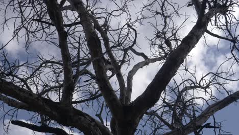 this dry tree with its dead branches is usful for nightmare scene and horror shot
