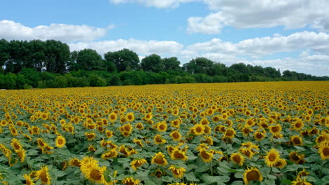 beautiful bright colors of the sunflower field scenery. contrasting colors of the blue sky and yellow field. green trees at the backdrop.