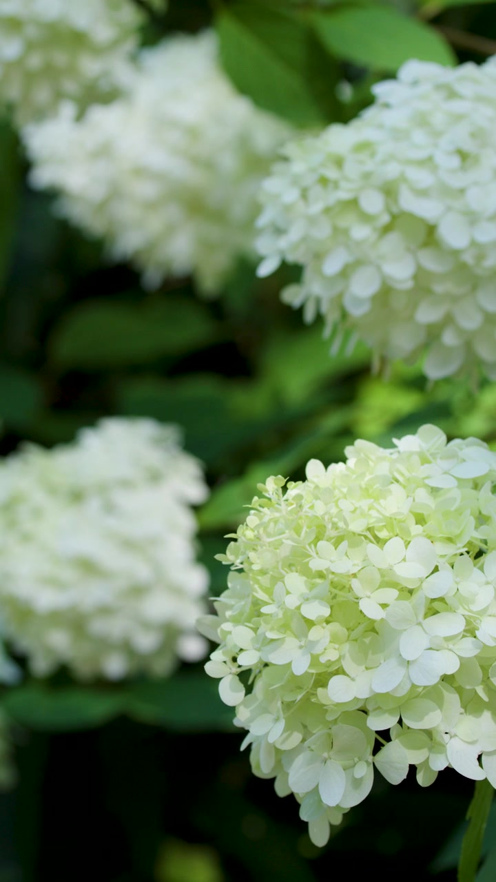 White Hydrangea Flowers Blooming in a Garden