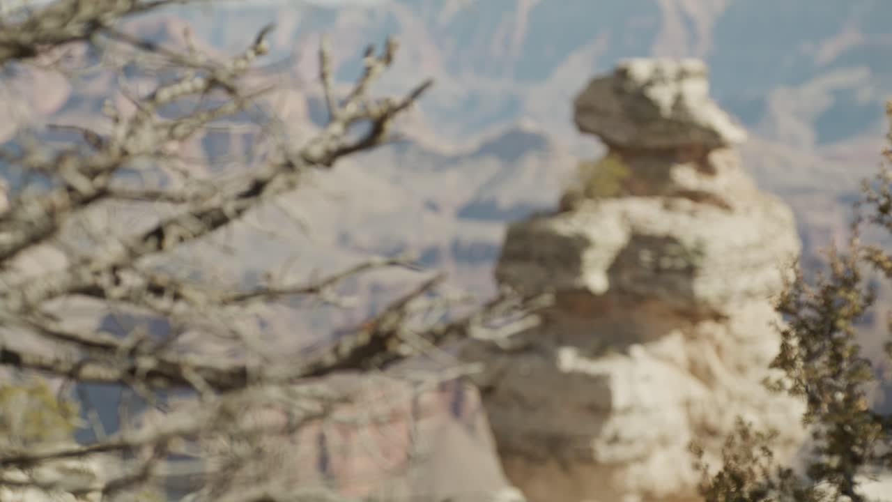 그랜드 캐니언 국립 공원 (grand canyon national park) - 애리조나 주 남쪽 가장자리 (south rim) 에서 나무에서 바위 형성에 초점을 맞추고 있다.