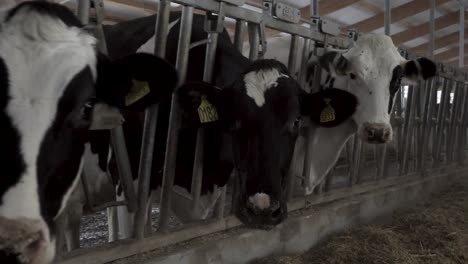 cows in a farm stall