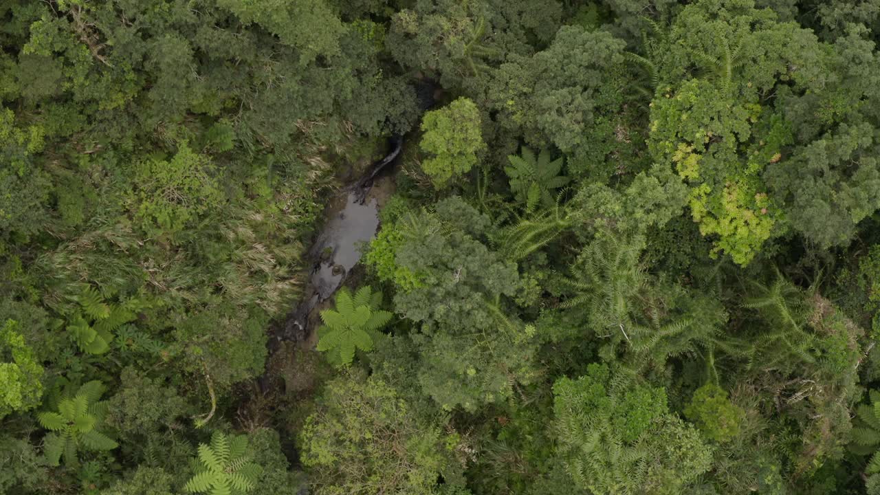denso bosque selvático de taiwán con un fresco y refrescante arroyo que atraviesa la vista aérea de las aves