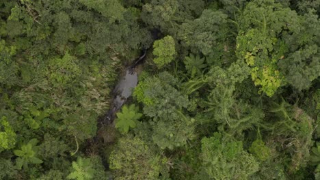 denso bosque selvático de taiwán con un fresco y refrescante arroyo que atraviesa la vista aérea de las aves