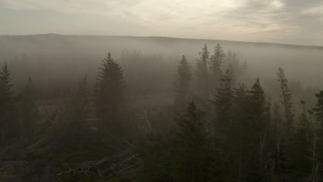 an aerial view of fir trees silhouetted in the morning mist with the sun behind them